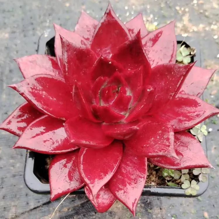 正版大单头大颗鸡血红色罗宾多肉植物 冬云血罗盆栽实拍绿植花卉