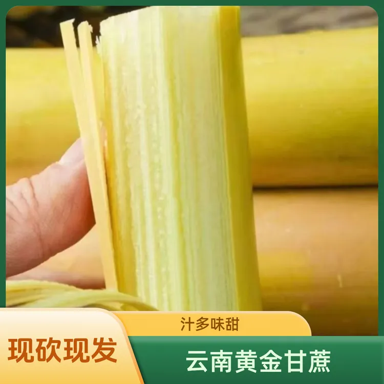 云南黄金甘蔗新鲜应季甘甜多汁黄皮农家现砍产地直发5/9斤包邮