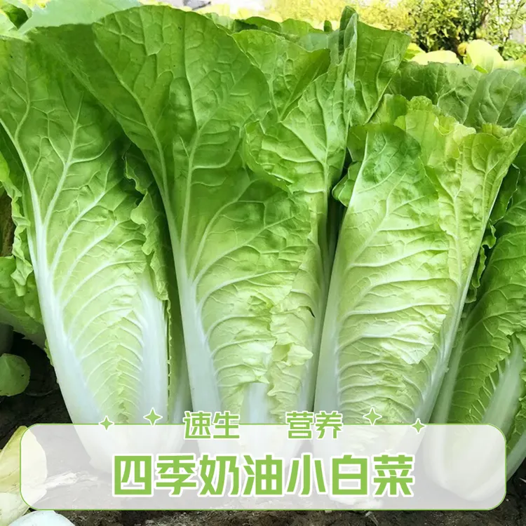 四季奶油快菜种子小白菜种子菜速生快菜种籽阳台蔬菜蔬菜籽种大全