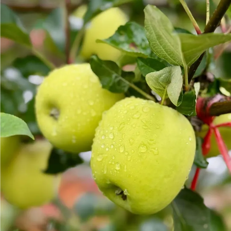 陕西绿丰源高山新鲜采摘脆甜多汁瑞雪苹果京东快发（家庭版）