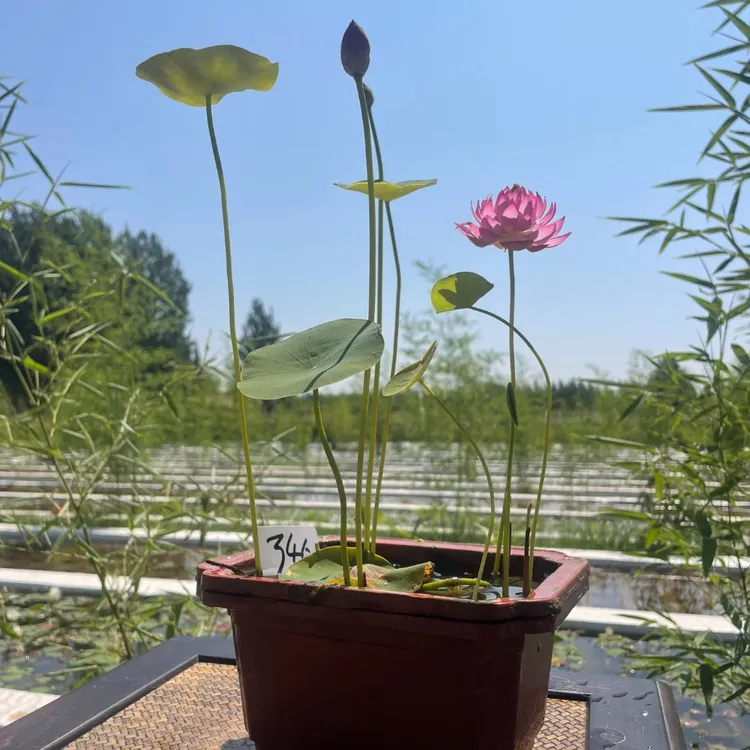 《微莲成品》碗莲娇嫩叶子花苞邮寄会有枯萎介意勿拍看置顶养护视频