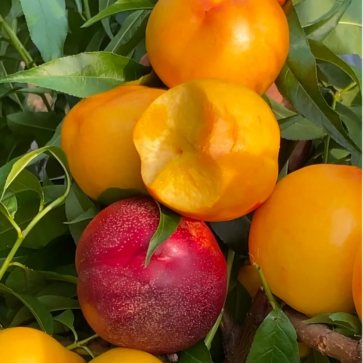 中油4号油桃树苗