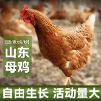 散养黄油老母鸡 带鸡心鸡胗蛋花 新鲜宰杀 顺丰发货