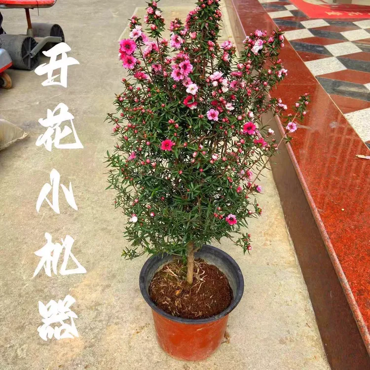 澳洲松红梅盆栽带花苞澳洲雪梅花室内花卉阳台秋冬季客厅庭院好养