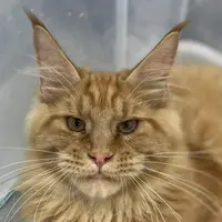来了姊妹-红虎斑缅因猫 弟弟 12