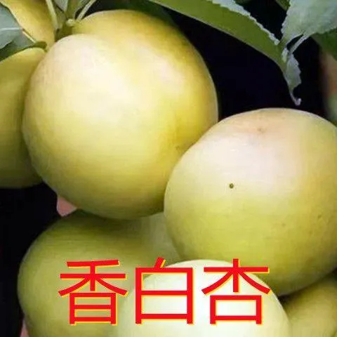 嫁接果树苗香白杏苗南方北方种植隔年结果杏树苗庭院盆栽地栽杏树