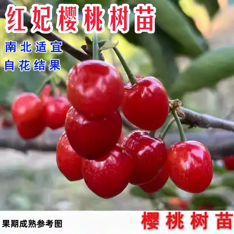 红妃樱桃树苗嫁接樱桃树苗南北方种植耐寒耐旱盆栽地栽现挖现发