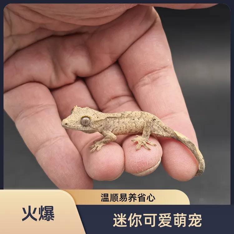 睫角守宫新手可爱易饲养活体宠物蜥蜴