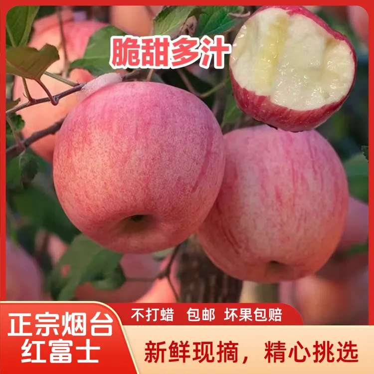 【烟台头茬红富士苹果】当季新鲜脆甜多汁红苹果 皮薄肉厚包邮