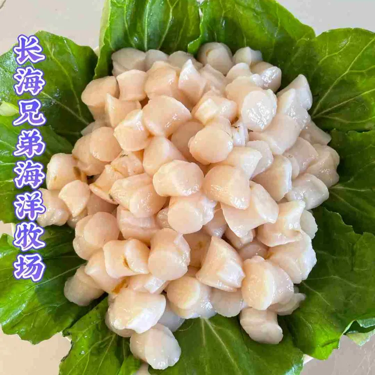 《广鹿岛》鲜栉孔贝丁（原浆）活体现扣顺丰包邮速冻发货180~230头/斤