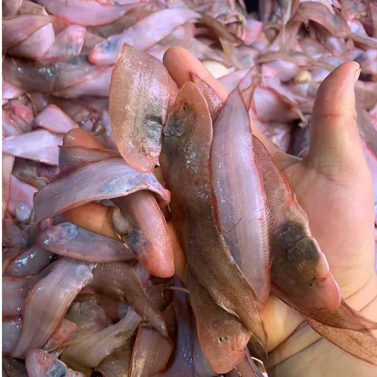 小舌头鱼 5斤 个头小适合油炸油煎红烧 连云港发货