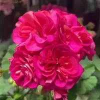 【阳光诗人】直立 无花苞 多分支天竺葵带花苞原盆原土发货四季开