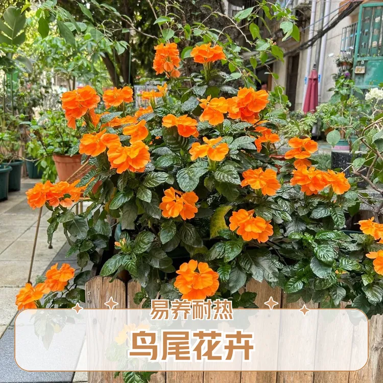 【鸟尾花】盆栽耐热花卉花期长花量大庭院阳台好养