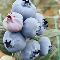 [霸王莓]20-24mm新鲜采摘 花香蓝莓 酸甜爆汁脆顺丰冷链 包邮