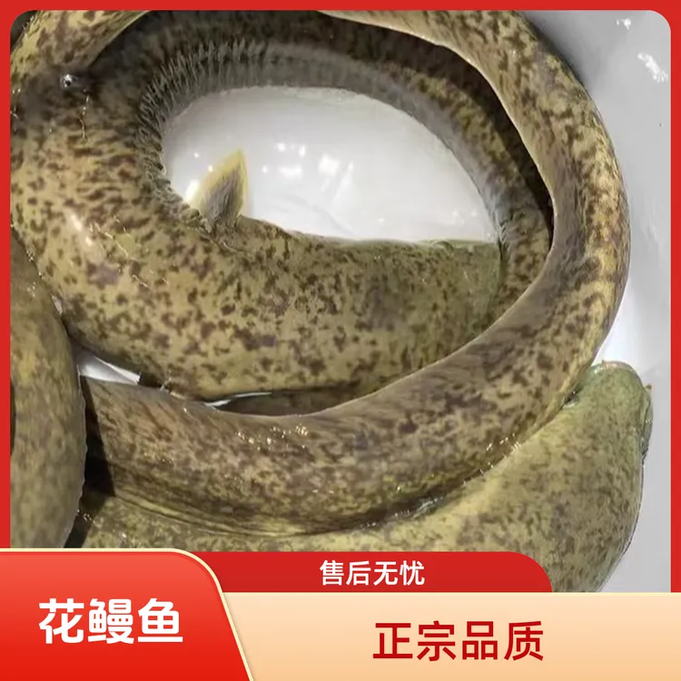 正宗花鳗鱼 花锦鳗 花锦鳝 金丝花鳗鱼鲜活发货 鱼塘养殖淡水鱼