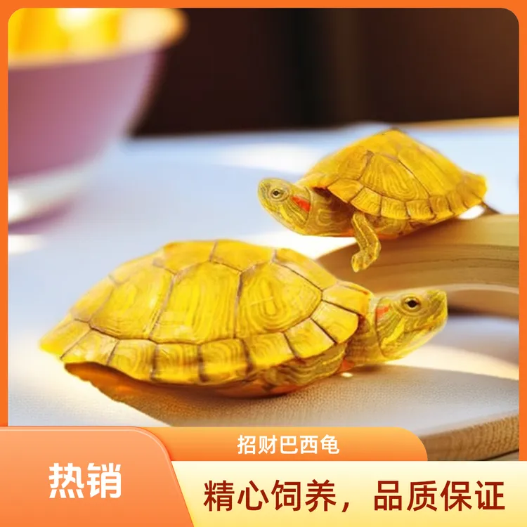 招财龟活物适合家养的观赏宠物龟巴西龟乌龟