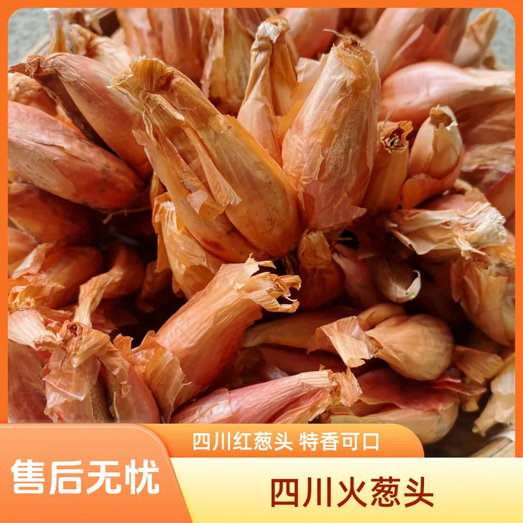 四川红葱头火葱头四季小香葱土香葱头可食用熬葱油葱花特香