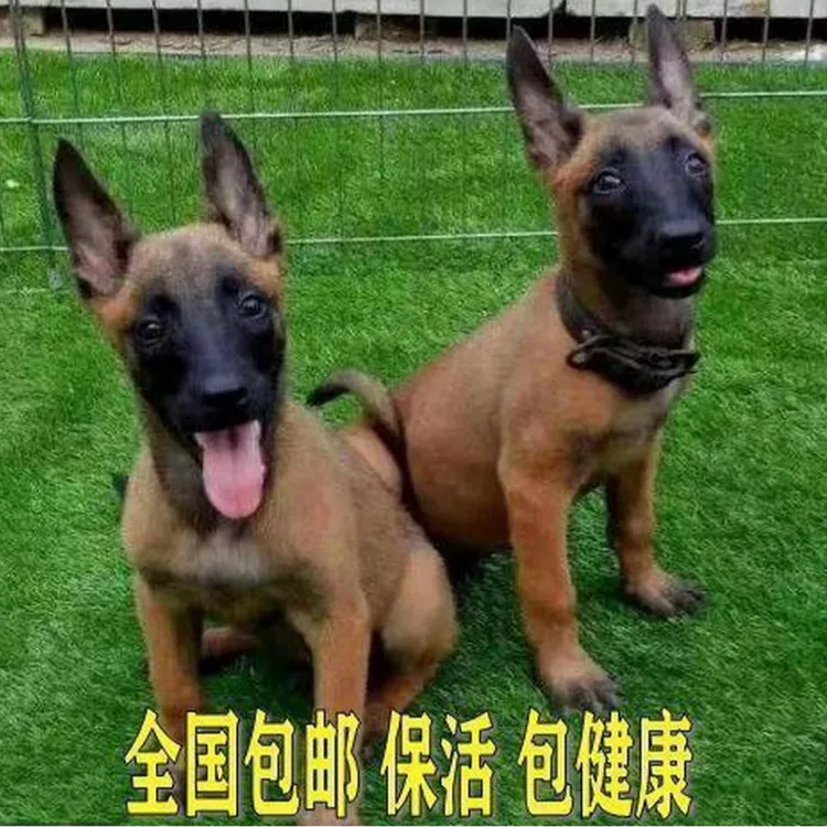 马犬幼犬·比利时纯种马犬爆红马犬黄马犬老血黑马