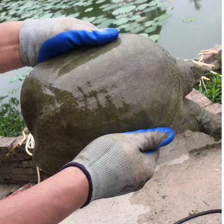 外塘仿野生养殖鲜活大甲鱼生猛中华鳖