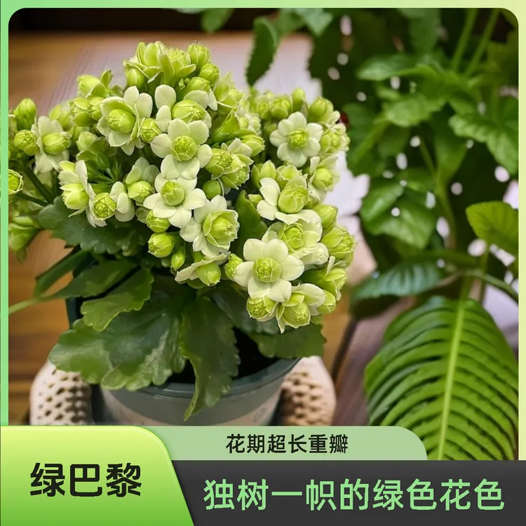 长寿花盆栽懒人花卉花期超长绿巴黎重瓣淡绿色花色