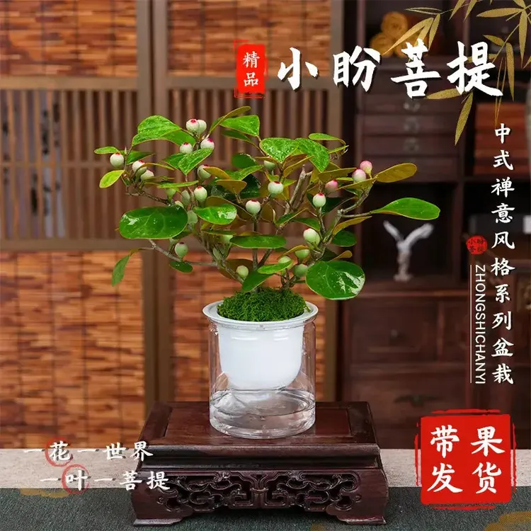 【带果实 小盼菩提盆栽】精品禅意植物室内绿植客厅摆件好养1商品图