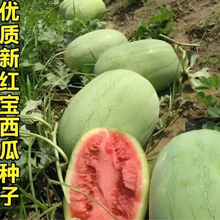 特大新红宝西瓜种子懒人西瓜春夏播种新红宝