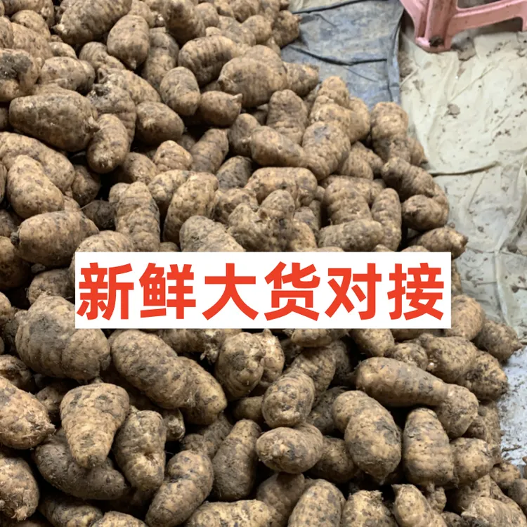 新鲜天麻云南昭通小草坝天麻正生天麻一斤三斤批