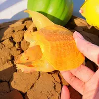 黄金鳖红眼鳖观赏鱼变异宠物深水龟鳖可鱼缸混养