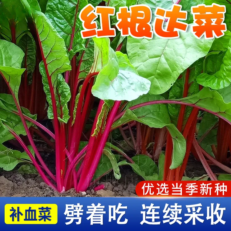 红根达菜种籽 红色牛皮菠菜菜种子 甜叶高产简单蔬菜四季种植种子