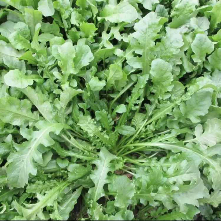 【荠菜种子】家庭阳台小院盆栽地栽四季种植饺子菜