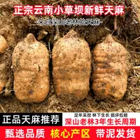 【森捞】云南昭通小草坝天麻昭通天麻滋补养生新鲜天麻带泥整箱包邮