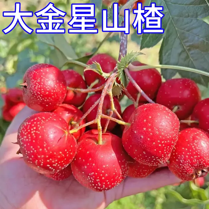 大金星山楂树活苗南北方种植盆栽嫁接苗矮化庭院大树耐寒当年结果