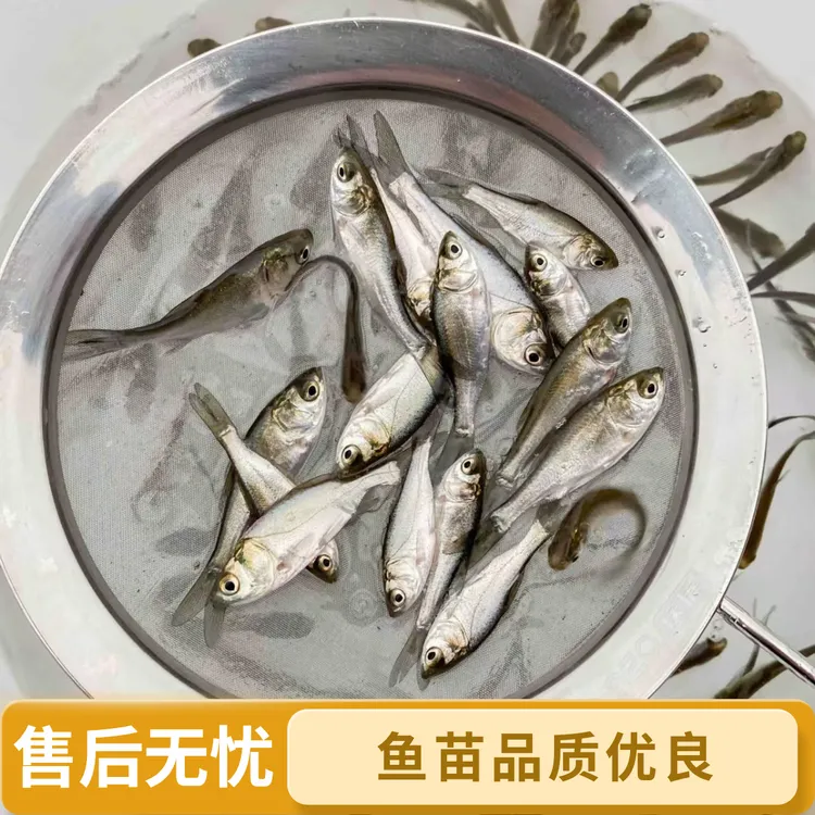 批发水产养殖特大花白鲢鱼草鱼鳊鱼鳙鱼等淡水活体水族观赏鱼