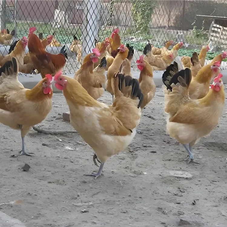 淮南草土鸡一斤半左右发货 包邮包活 宠物鸡