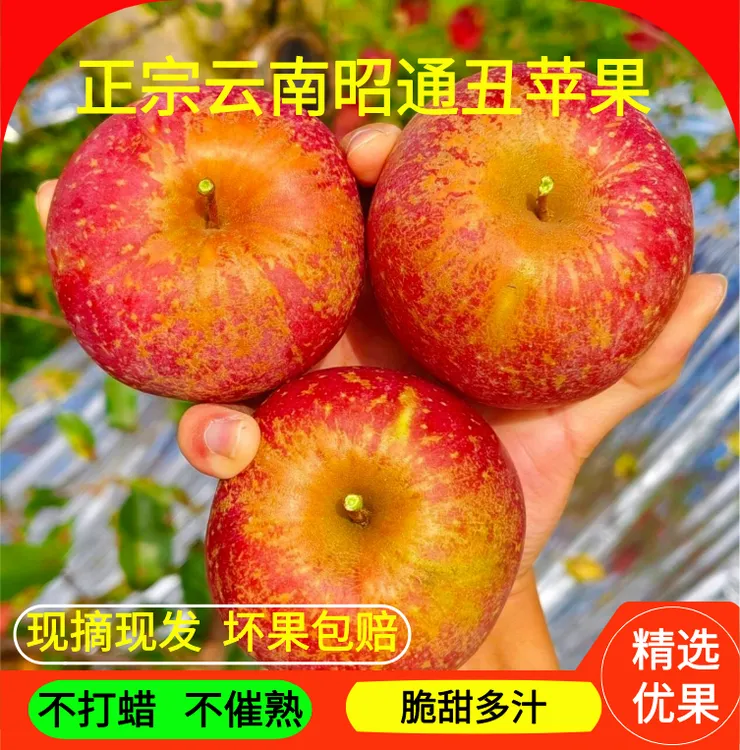 正宗云南昭通冰糖心丑苹果新鲜现摘脆甜多汁健康水果