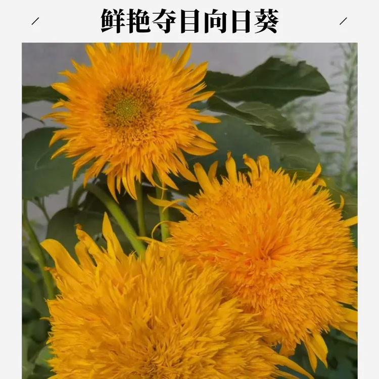 顽皮熊向日葵小爆单多头向日葵种子，多规格大杆子保真多头向日葵
