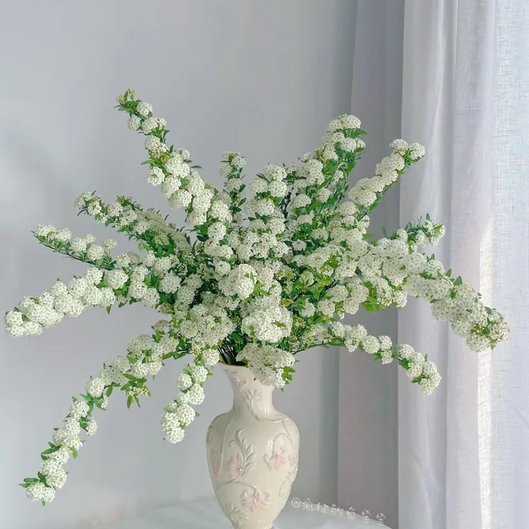 【小手球花】云南基地直采直发水培鲜切花