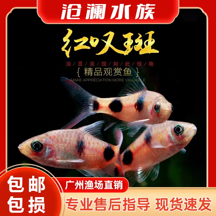 红叹斑鱼道金斯鲃进口黑影道人原生广温鱼群游混养淡水活体观赏鱼