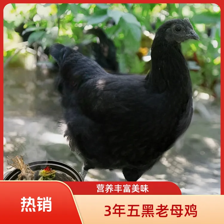 苍溪土鸡3年五黑老母鸡生态放养原粮饲喂营养健康