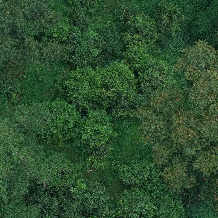 镇店之宝 冰岛正品 冰岛老寨2025 一口冰糖甜 满口兰花香