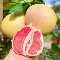 福建琯溪三红蜜柚新鲜水果 酸甜可口 现摘现发 孕妈妈水果AAA