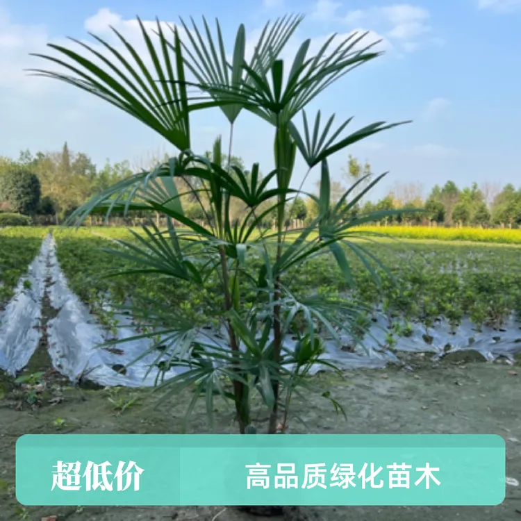 植物金山棕竹源头基地