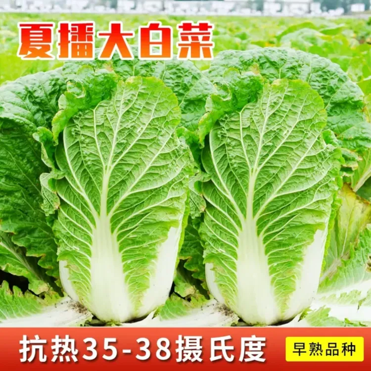 【夏阳大白菜种子】家庭小院夏阳大白菜耐热