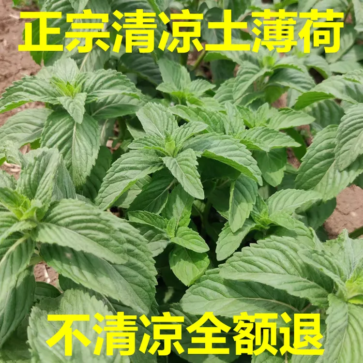 薄荷可食用盆栽清凉胡椒薄荷泡茶驱蚊野土薄荷苗老中药薄荷银丹草