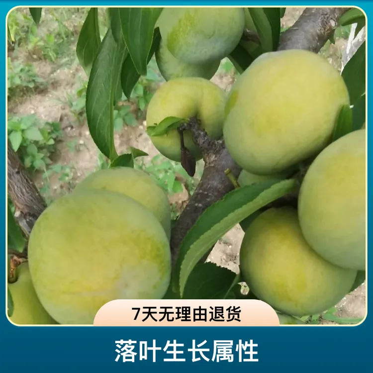 川园满天金脆李子苗（青脆李、蜂糖李、凤凰李）种植苗木优质育苗