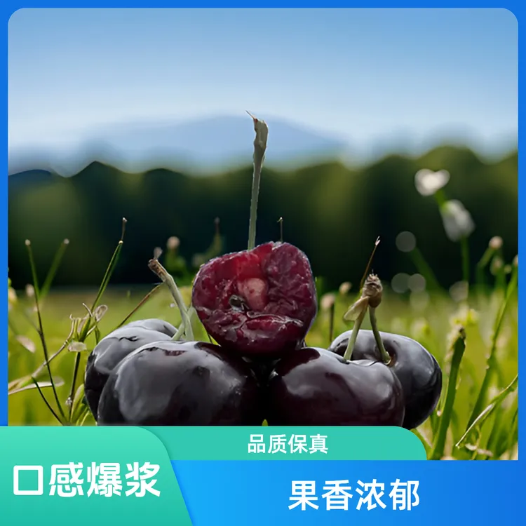 川园满天套袋黑珍珠车厘子苗木（四川汉源套袋黑珍珠大樱桃）种植