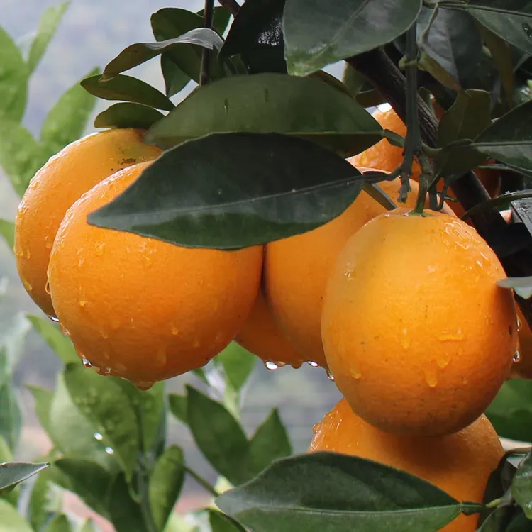 江西赣南脐橙新鲜采摘皮薄多汁香甜橙子