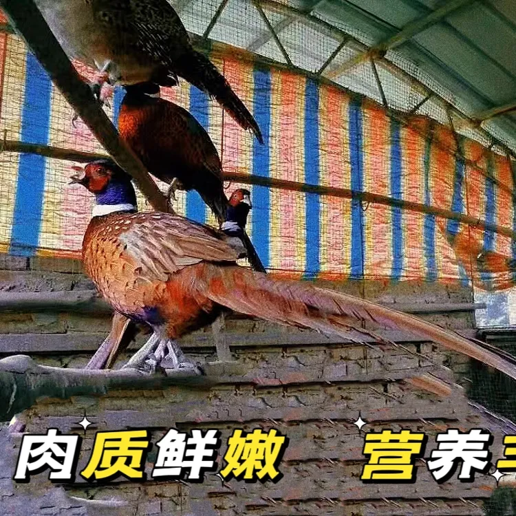 一公一母七彩山鸡顺丰包邮