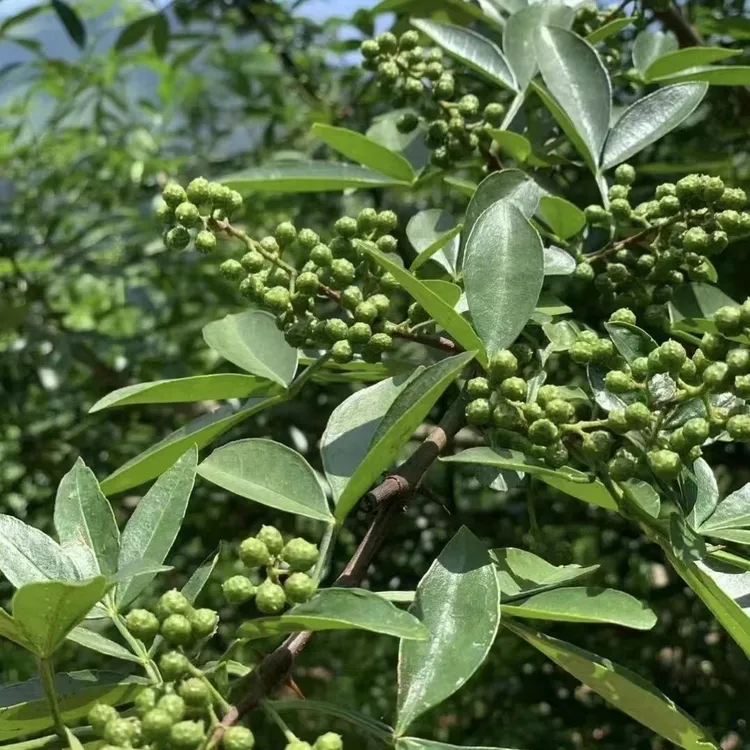 现摘云南昭通永善新鲜青花椒四川青藤椒麻椒带叶鲜花椒提味