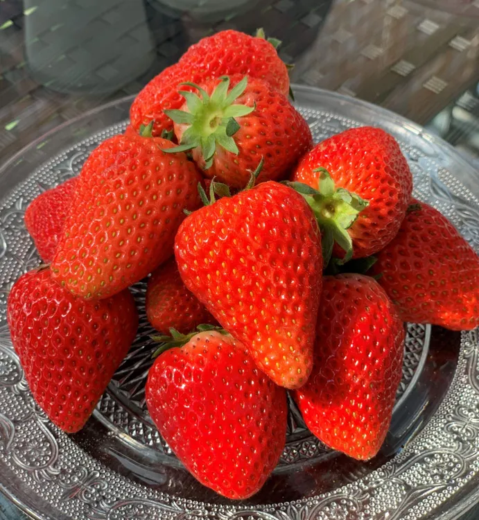 隋珠草莓苗90#口径杯苗原盆原土阳台盆栽根系发达